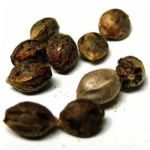 Семена марихуаны АК-47  (Seeds AK-47) в Чишмах